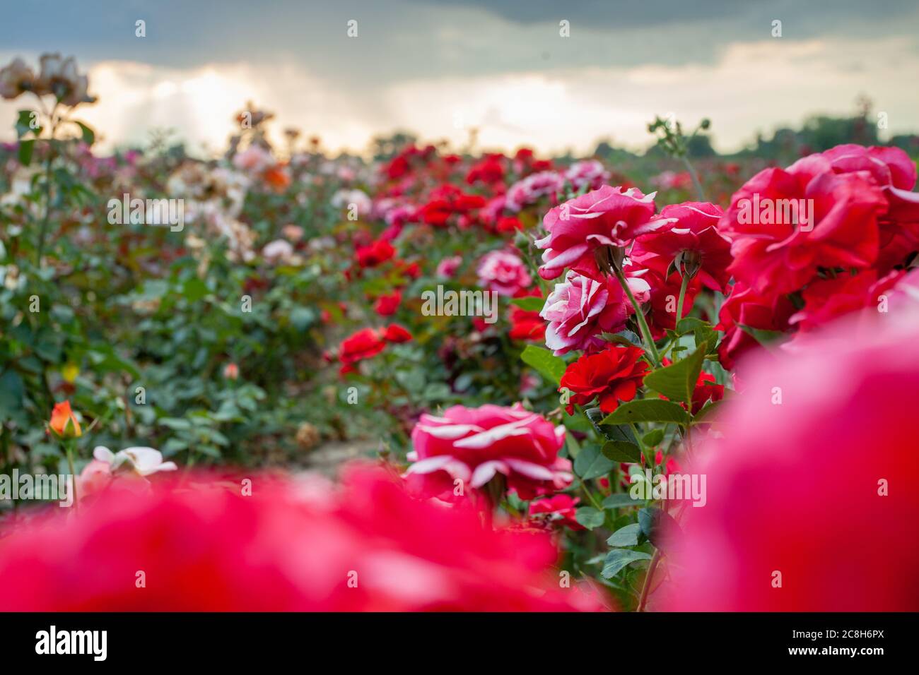 Un jardin de roses rouges et blanches au coucher du soleil avec des rayons de soleil rayonnants flous Banque D'Images