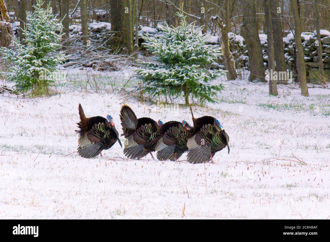 La dinde sauvage de l’est masculine s’affiche pendant la saison d’accouplement au printemps dans les montagnes Pocono de Pennsylvanie Banque D'Images