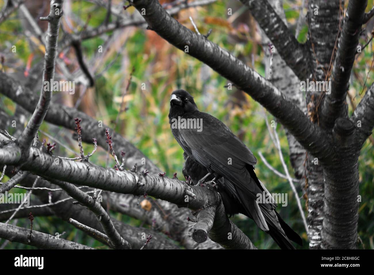 Un corbeau qui perce sur un arbre à feuilles caduques dans la forêt d'automne Banque D'Images