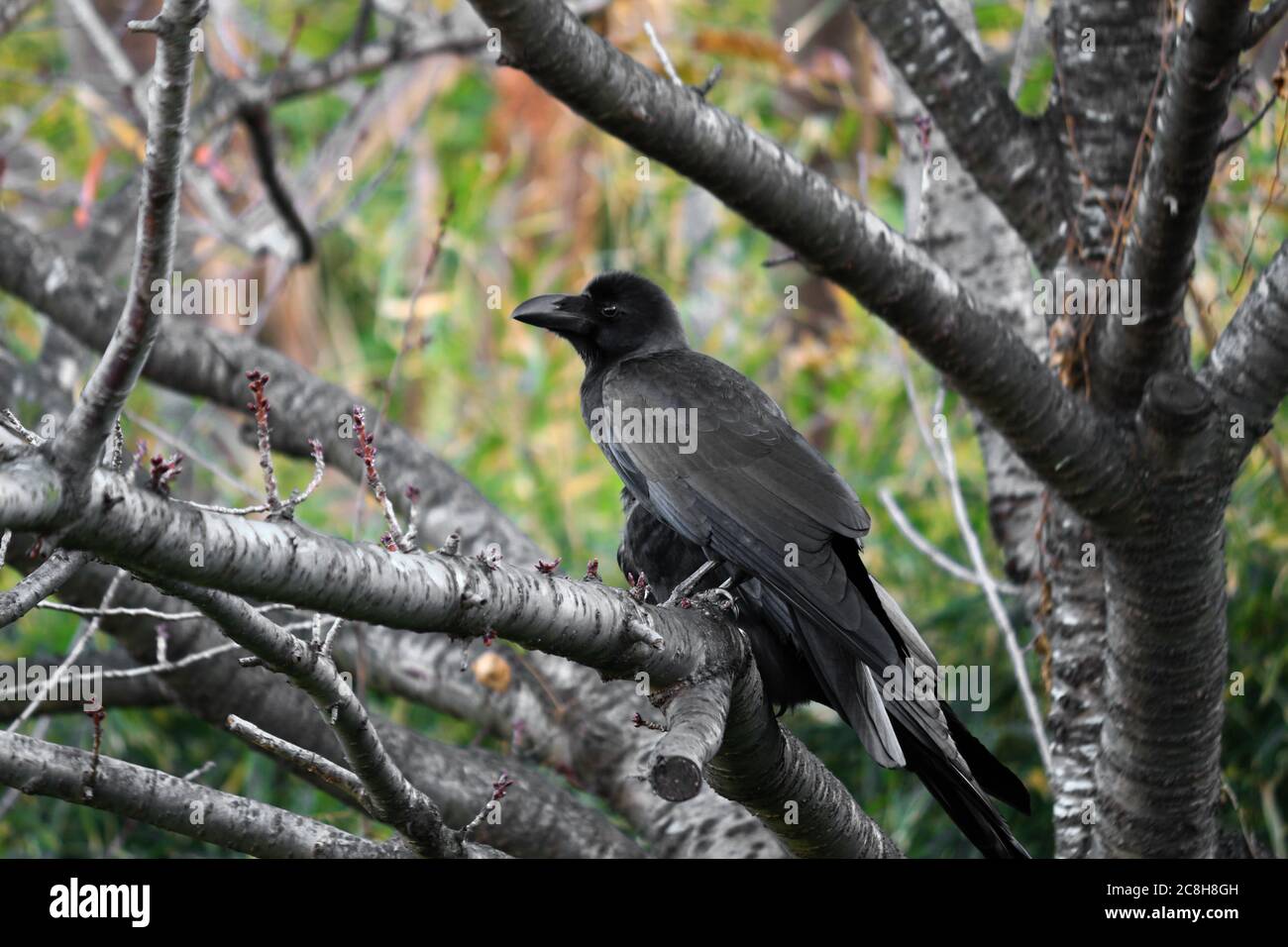 Un corbeau qui perce sur un arbre à feuilles caduques dans la forêt d'automne Banque D'Images