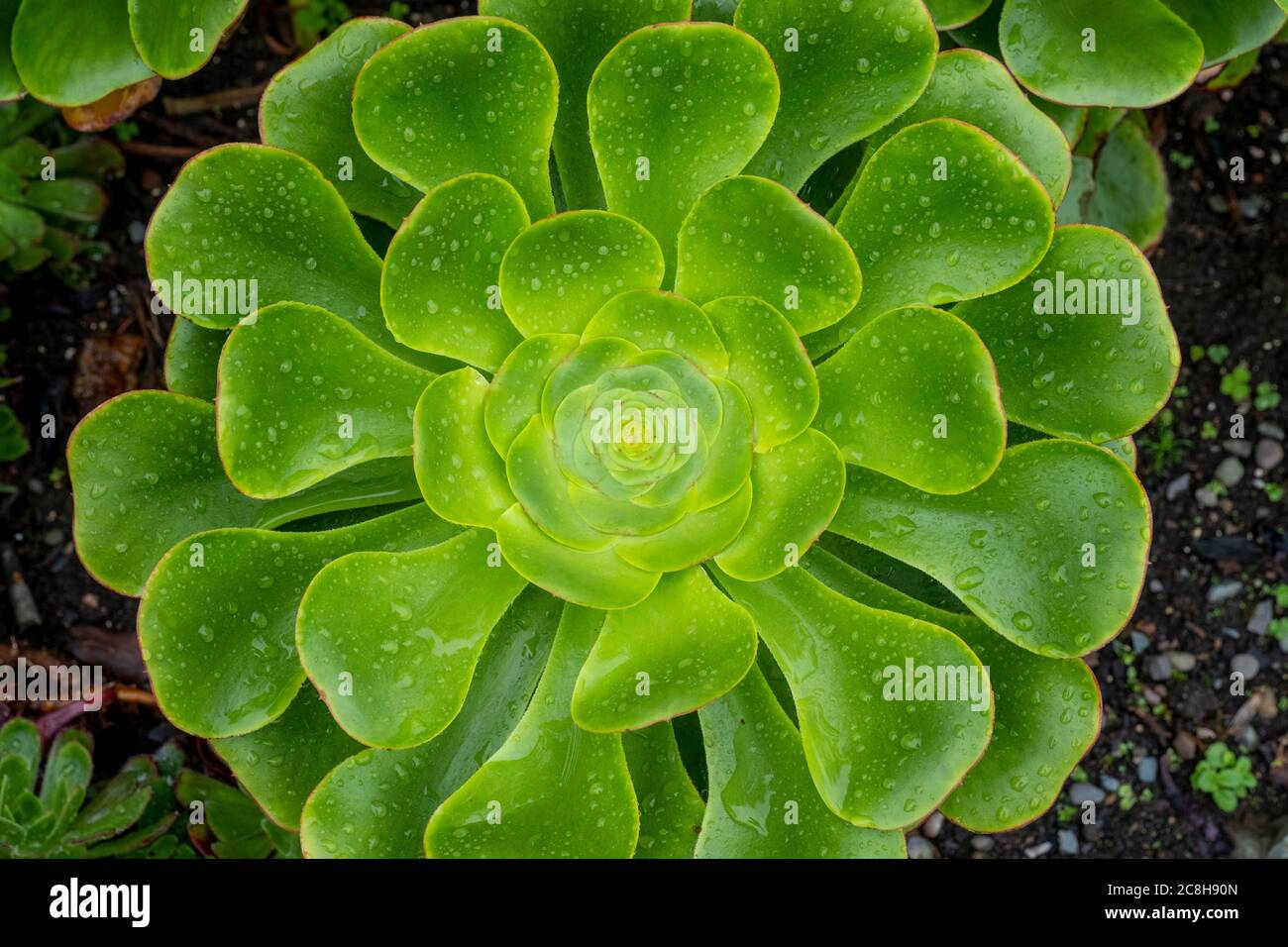 Usine d'Aeonium undulatum, jardin botanique de Logan, Dumfries & Galloway, Écosse. Banque D'Images