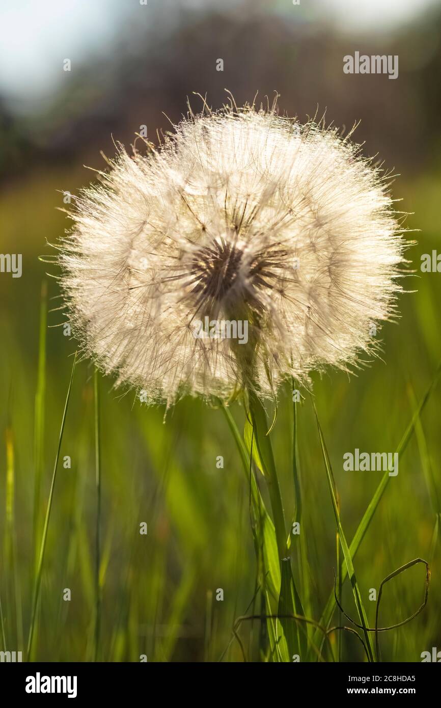 WESTERN Salsify, tête de semence de Tragopogon dubiusm dans les prairies nationales de Little Missouri, Dakota du Nord, États-Unis Banque D'Images