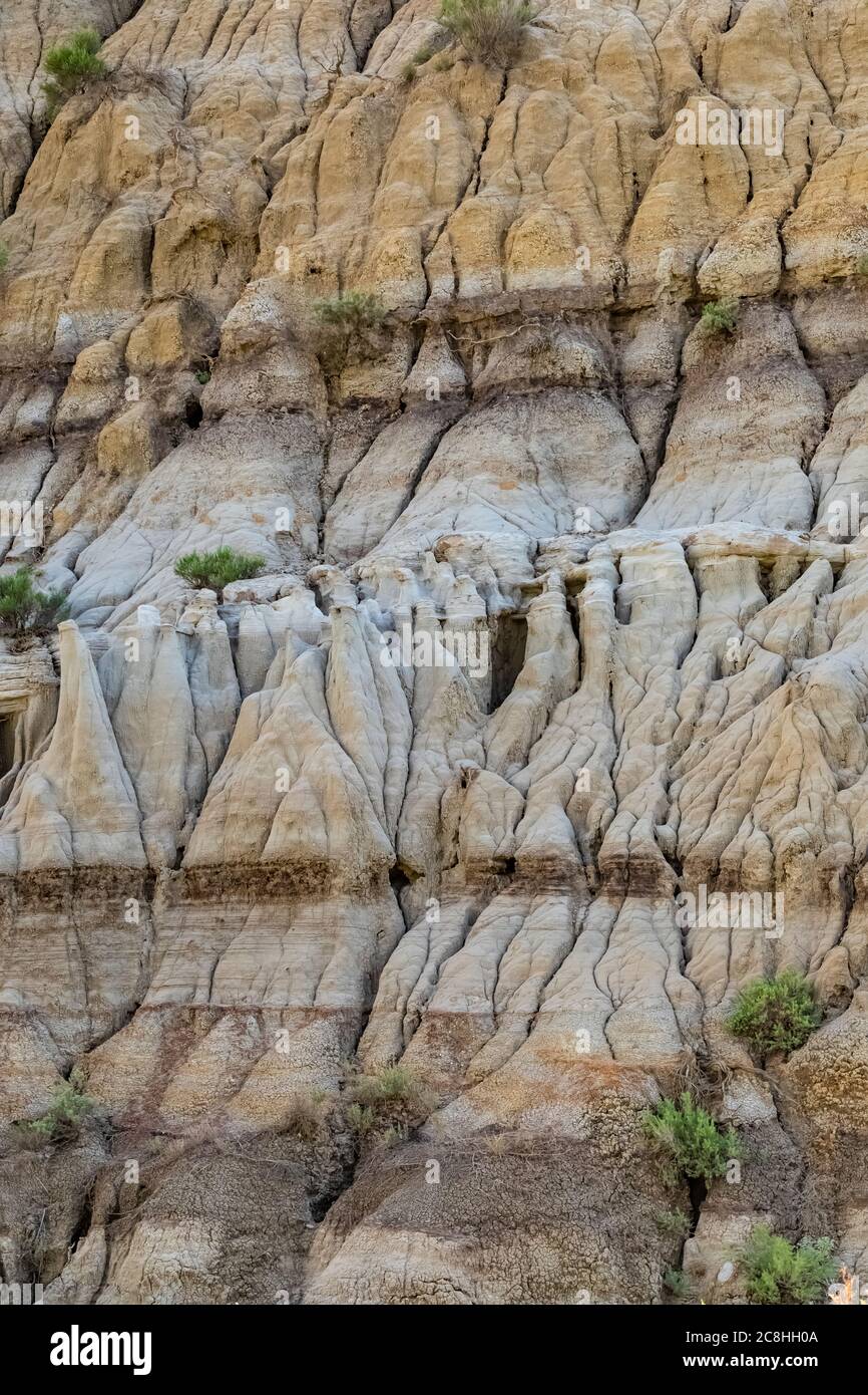 Bois pétrifié le long de la piste de nature Caprock Coulee dans le parc national Theodore Roosevelt, unité Nord, Dakota du Nord, États-Unis Banque D'Images