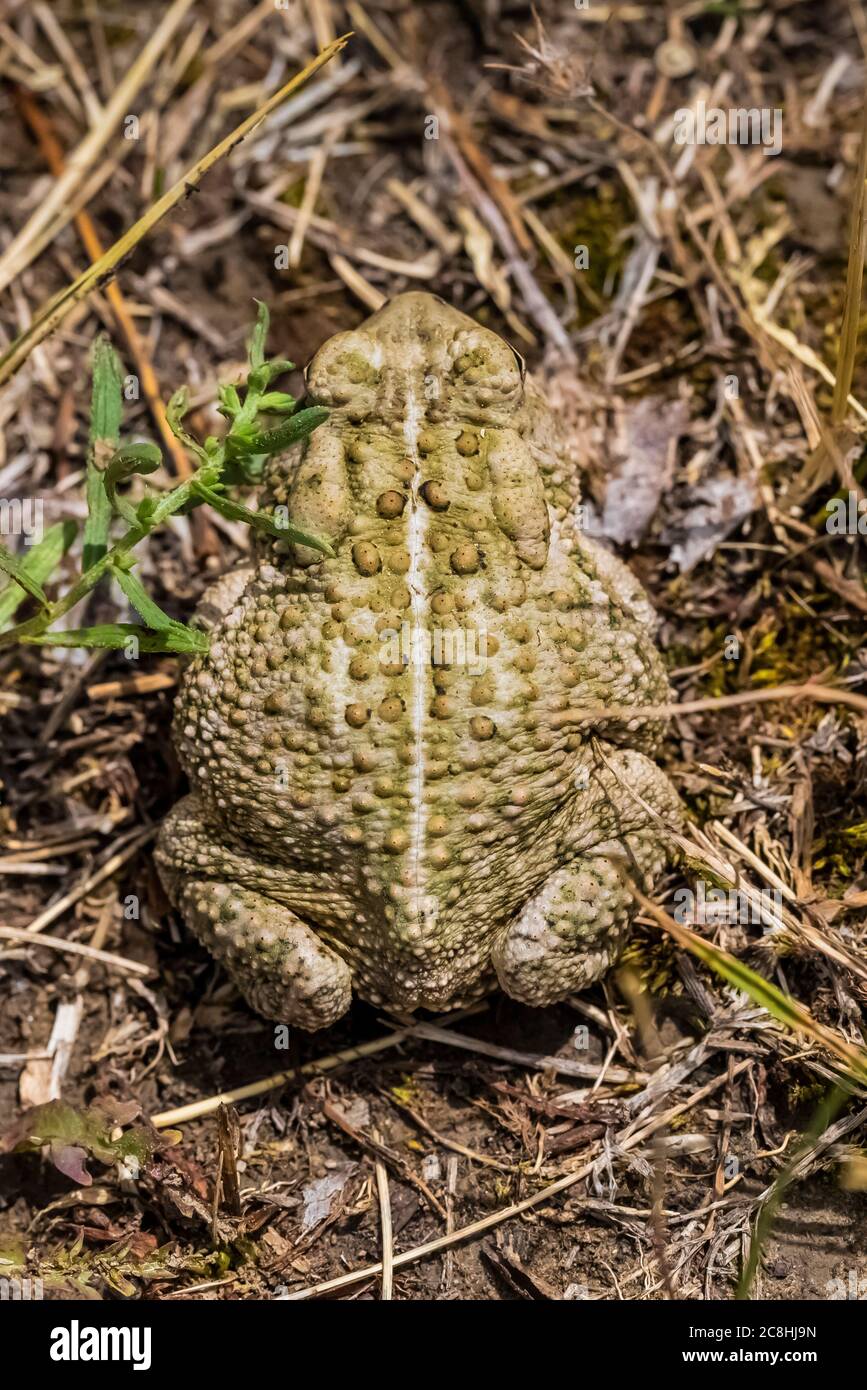 Woodshouse's Toad, Anaxyrus woodhousii, près de la rivière Little Missouri dans le parc national Theodore Roosevelt, unité Nord, dans le Dakota du Nord, États-Unis Banque D'Images