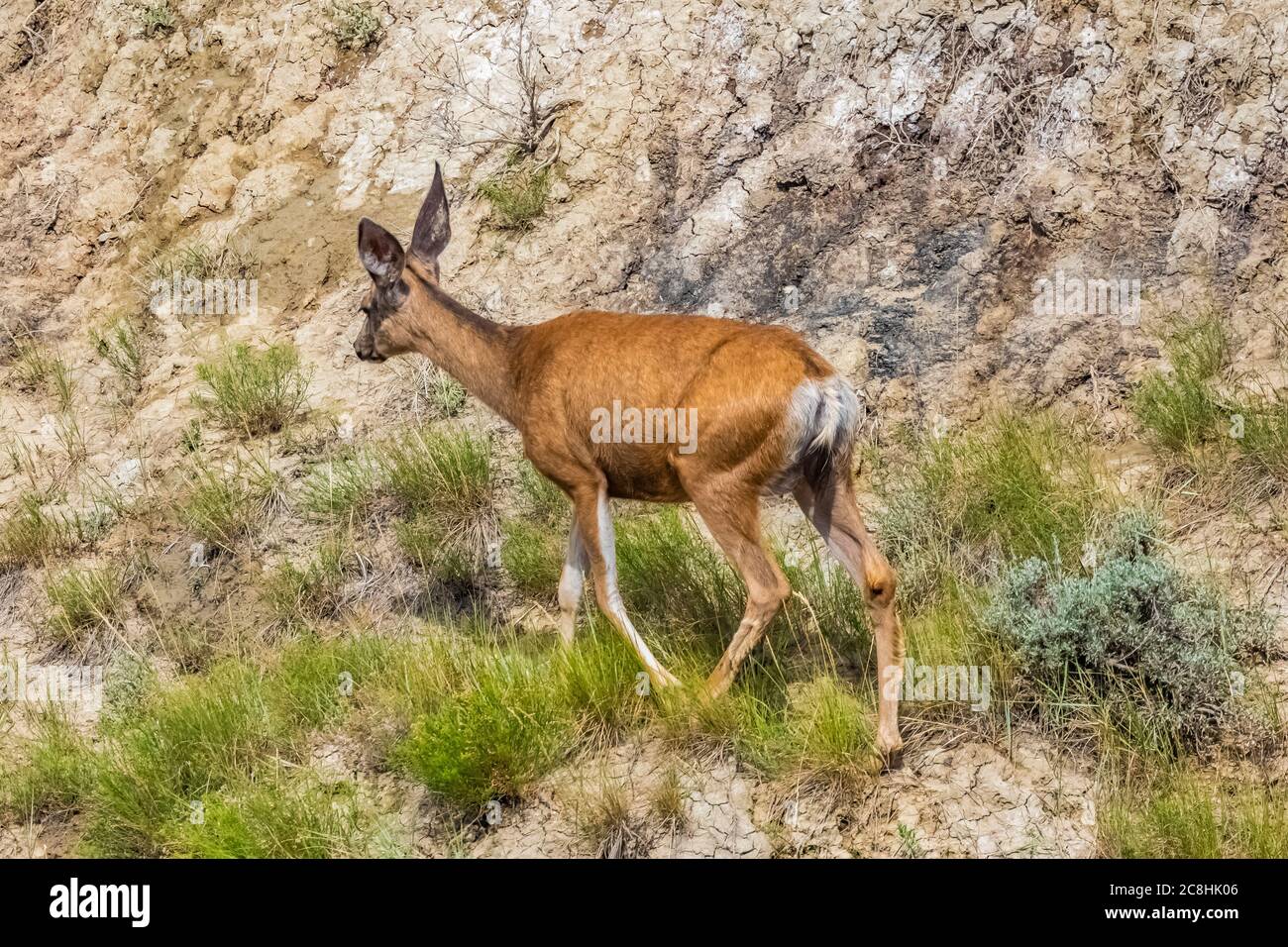 Mule Deer, Odocoileus hemionus, doe dans le parc national Theodore Roosevelt, unité Nord, Dakota du Nord, États-Unis Banque D'Images