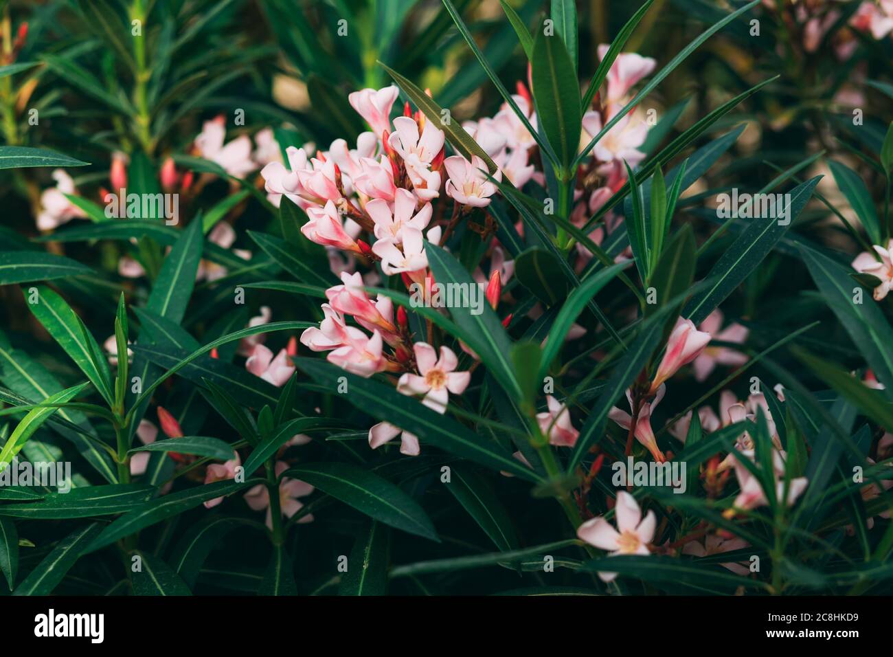 Gros plan de petites fleurs roses avec des feuilles vertes. Plante douce et concentrée avec de belles petites fleurs. Fond floral avec beaucoup de petites fleurs violettes. Banque D'Images