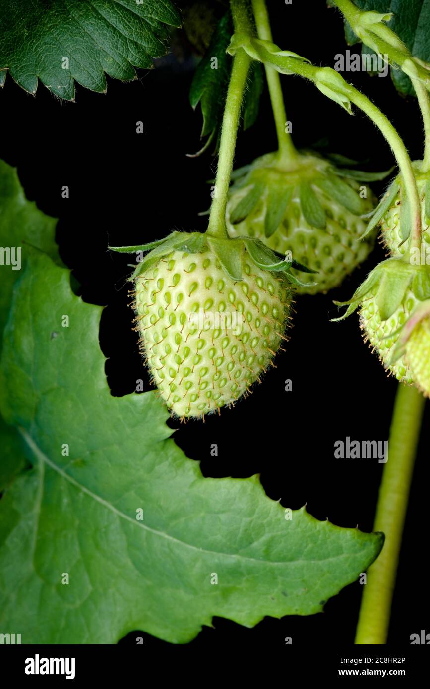La fraise de jardin vert non mûre est pentue et pousse de la plante Fragaria × ananassa. Banque D'Images