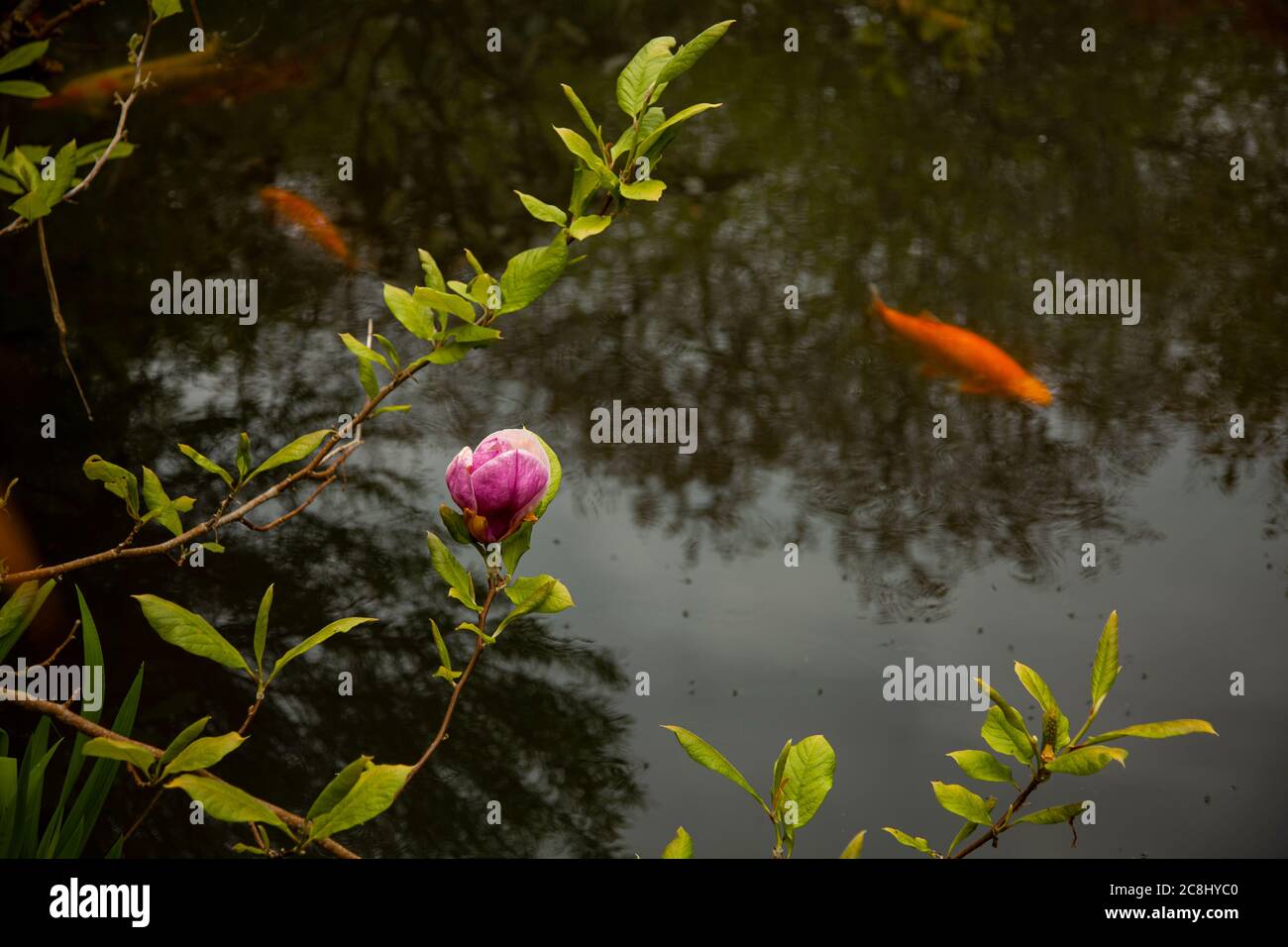 Gros plan d'une fleur de magnolia rose enneigée et violette en fleurs. Un étang est en arrière-plan avec koï, et les poissons d'or orange nagent. Il Banque D'Images