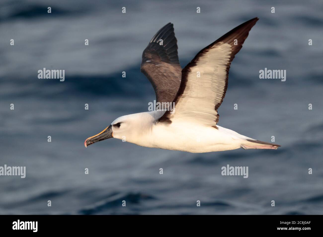 Albatros à nez jaune de l'Atlantique (Thalassarche chlororynchos), vue latérale en vol près de Tristan Da Cunha, Océan Atlantique Sud 12 avril 2018 Banque D'Images