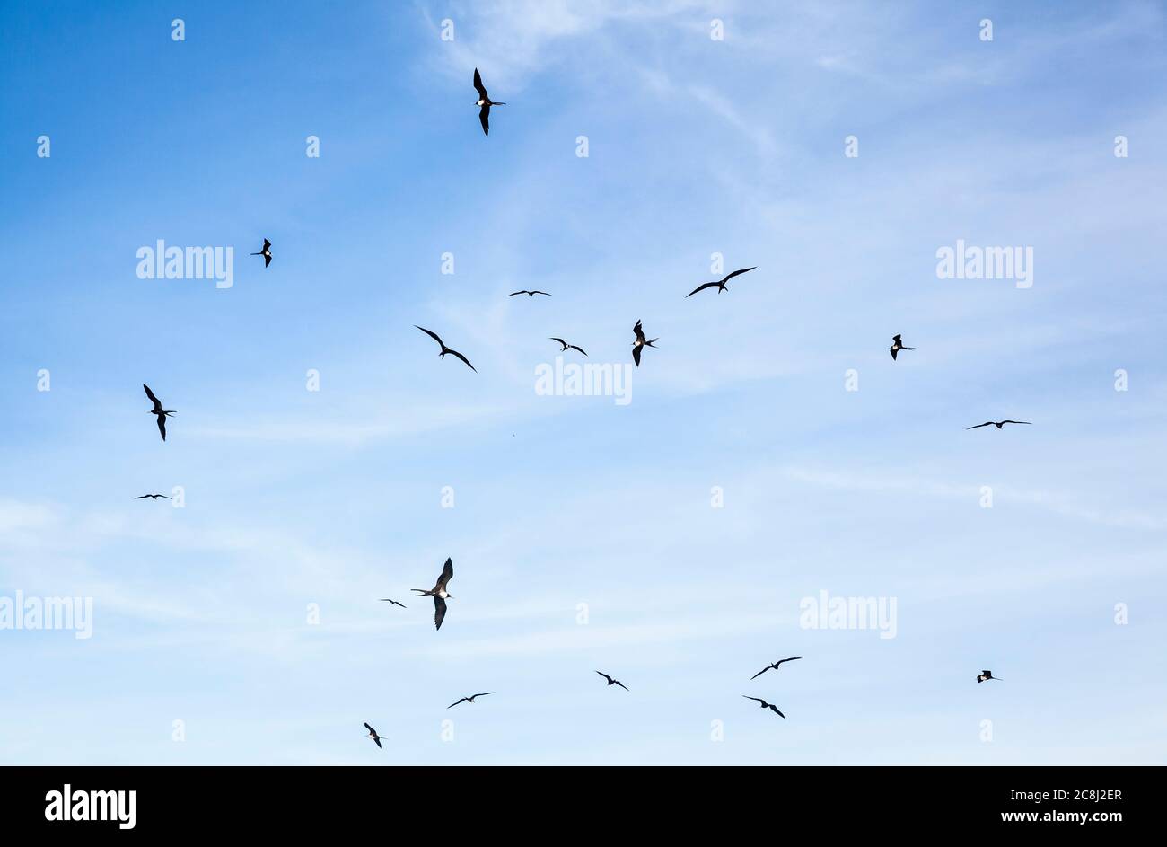 Les Frigatebirds tourbillonnent, volent et glissent dans le ciel au-dessus, Isla Espirituu Santo, BCS, Mexique. Banque D'Images
