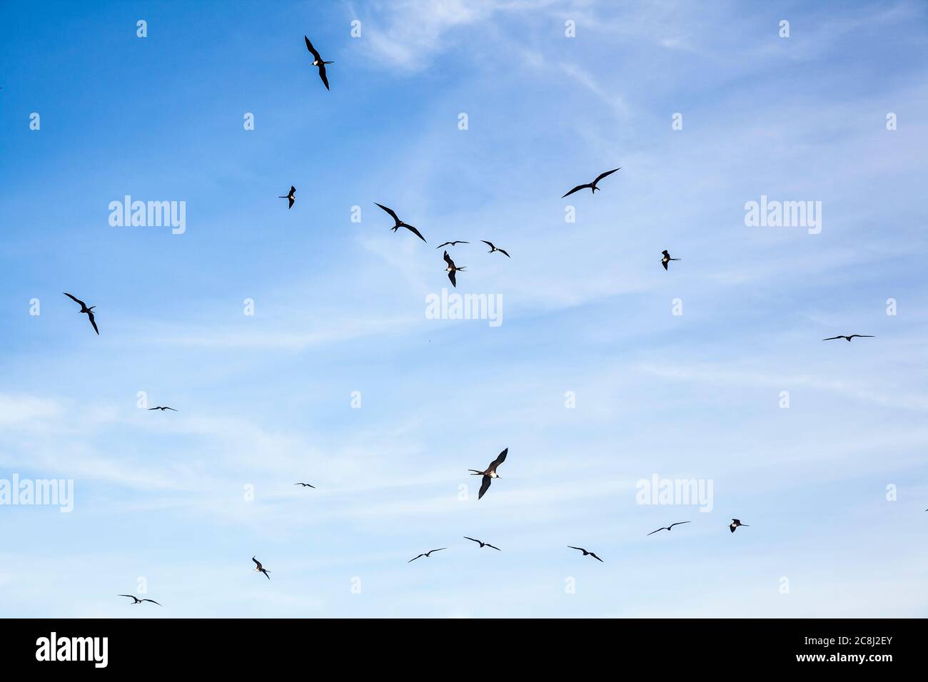 Les Frigatebirds tourbillonnent, volent et glissent dans le ciel au-dessus, Isla Espirituu Santo, BCS, Mexique. Banque D'Images
