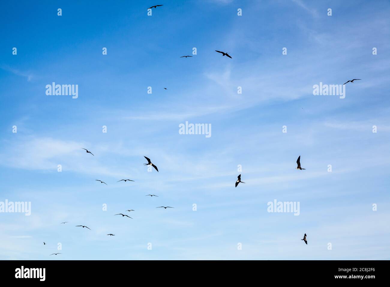 Les Frigatebirds tourbillonnent, volent et glissent dans le ciel au-dessus, Isla Espirituu Santo, BCS, Mexique. Banque D'Images