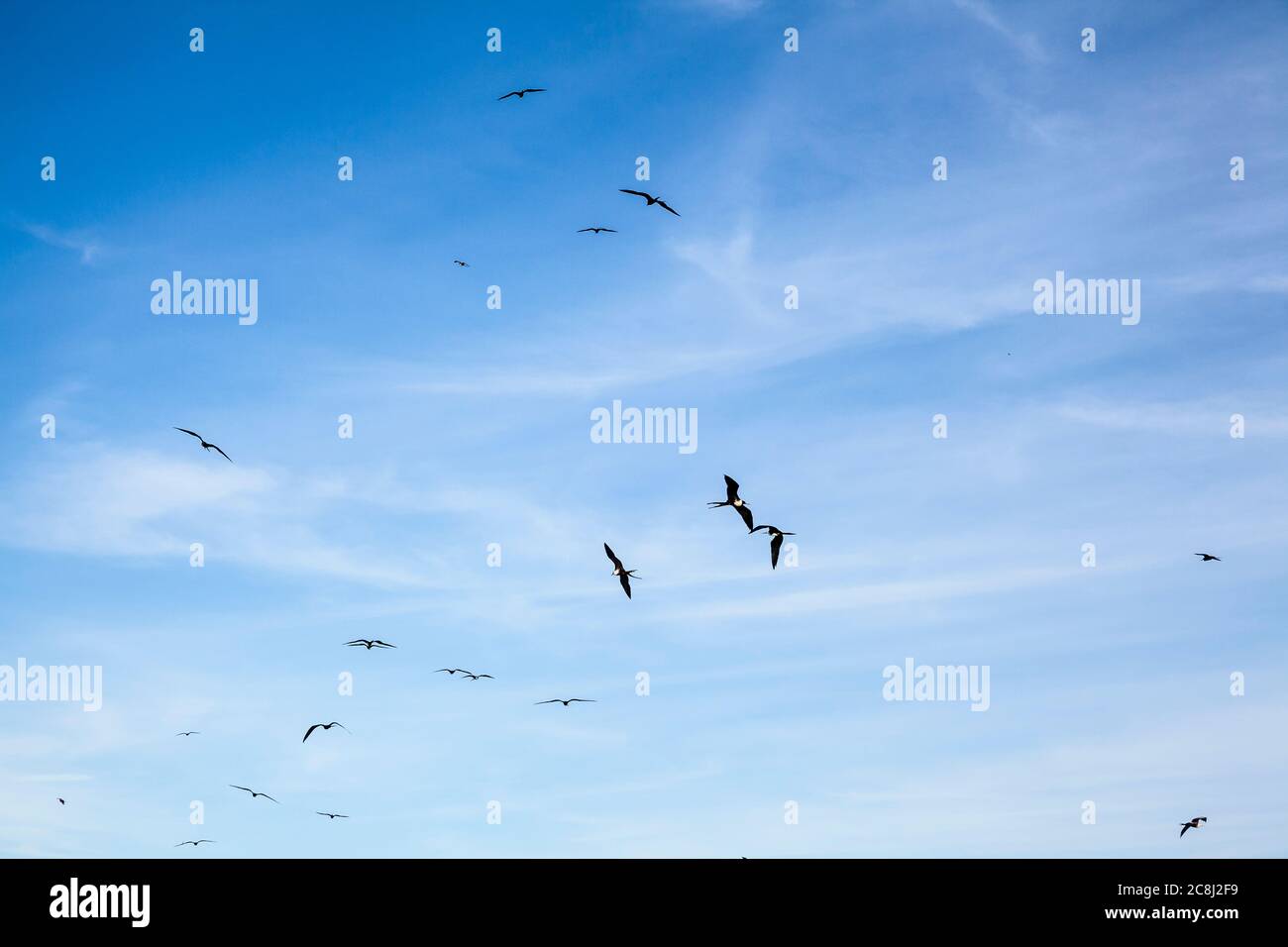 Les Frigatebirds tourbillonnent, volent et glissent dans le ciel au-dessus, Isla Espirituu Santo, BCS, Mexique. Banque D'Images