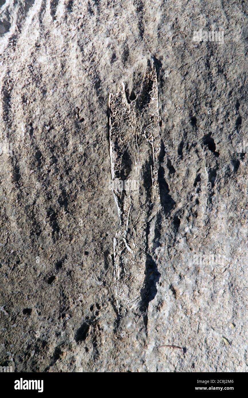 Fossile de l'ancienne légion d'oiseaux géants, site D de Riversleigh, fossiles de Riversleigh classés au patrimoine mondial, Outback Queensland, Australie. Banque D'Images
