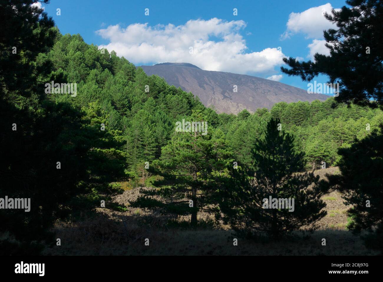 Paysage forêt de pins en Sicile, ces arbres poussent seulement sur le parc Etna et exécute la fonction de la plante qui colonise la lave Banque D'Images