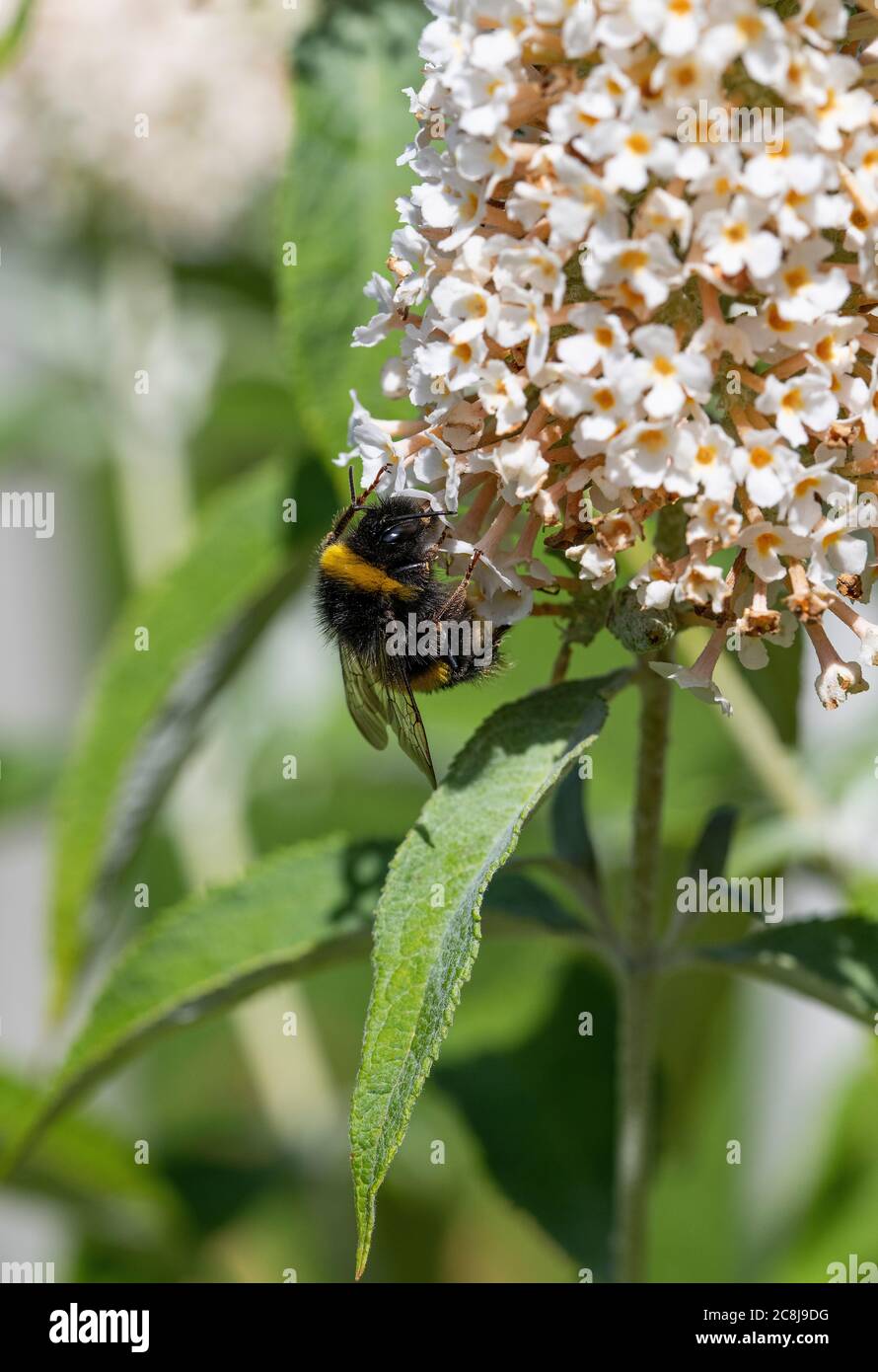 Une Bumblebee à queue de Buff se nourrissant de pollen et de nectar sur une fleur de Buddleia blanche dans un jardin à Alsager Cheshire Angleterre Royaume-Uni Banque D'Images