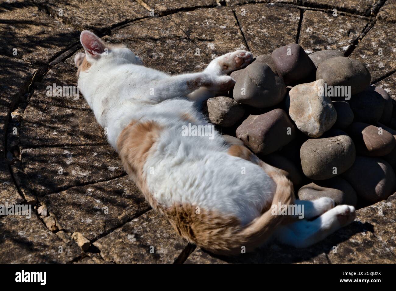 Chat blanc couché au soleil Banque D'Images