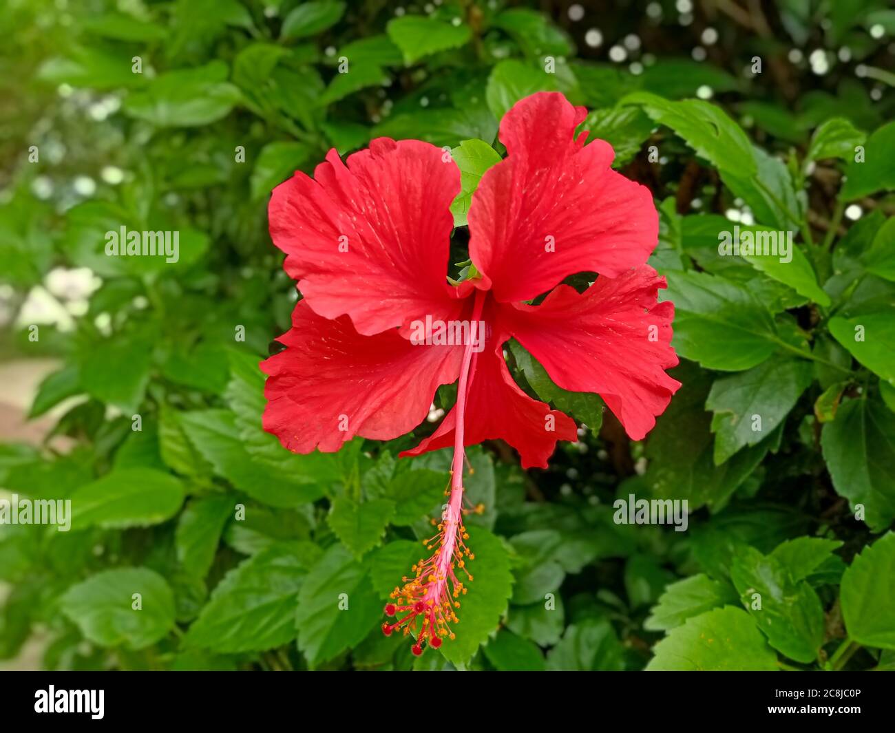Fleur de rose de Chine rouge parmi les feuilles vertes arrière-plan dans UN jardin. Banque D'Images