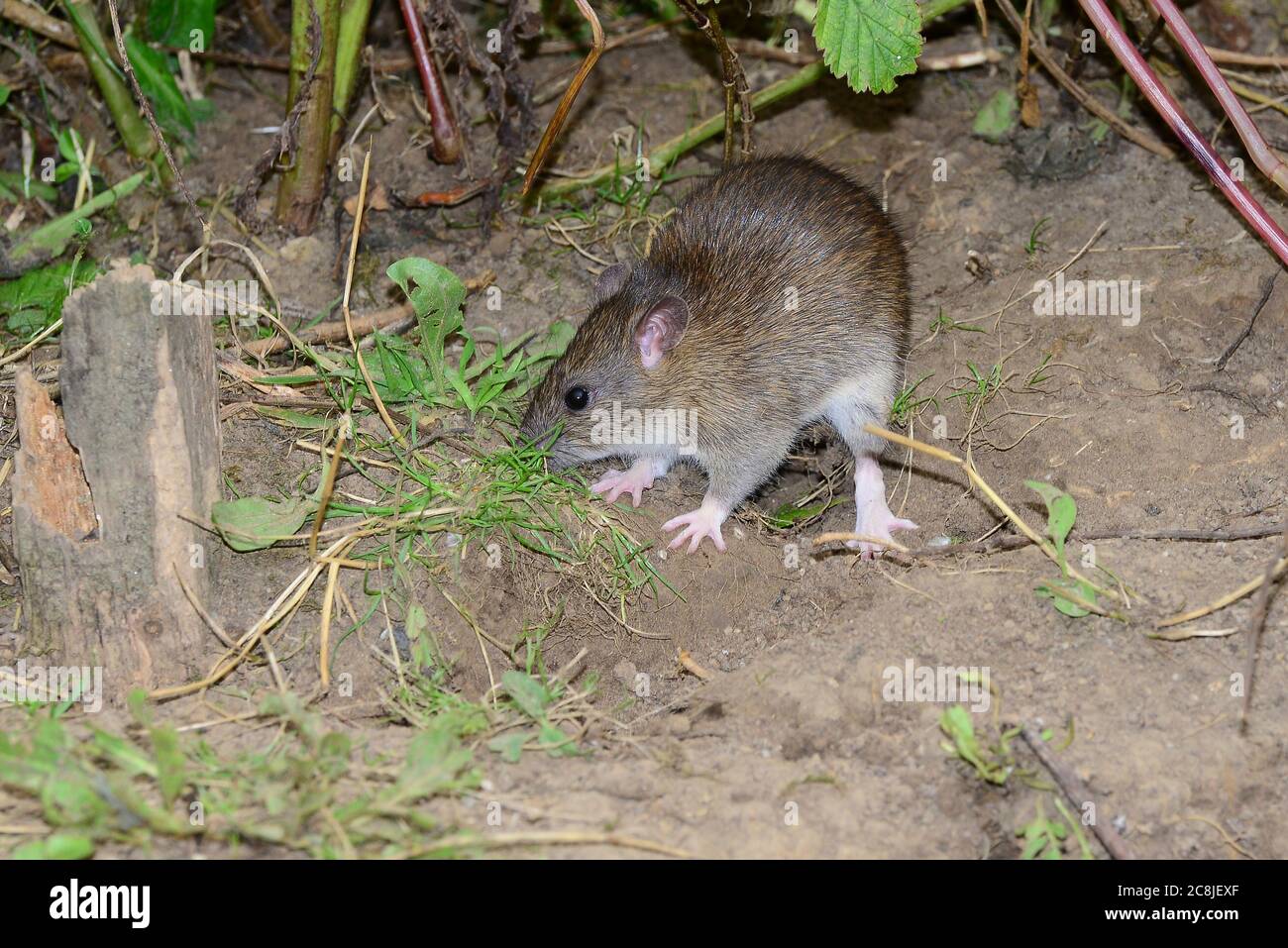 rat brun Banque D'Images