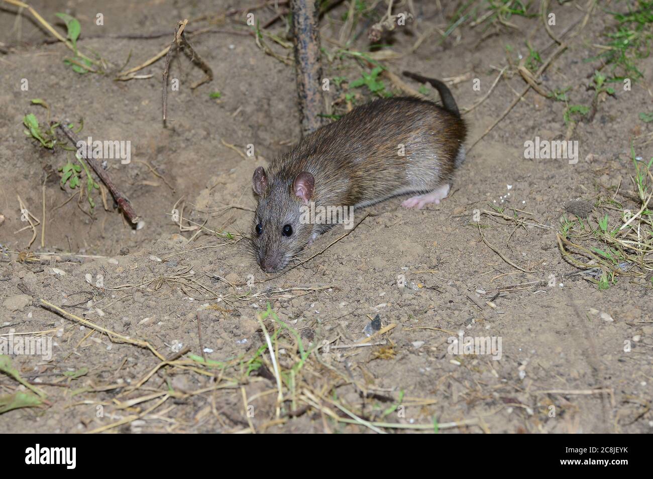 rat brun Banque D'Images