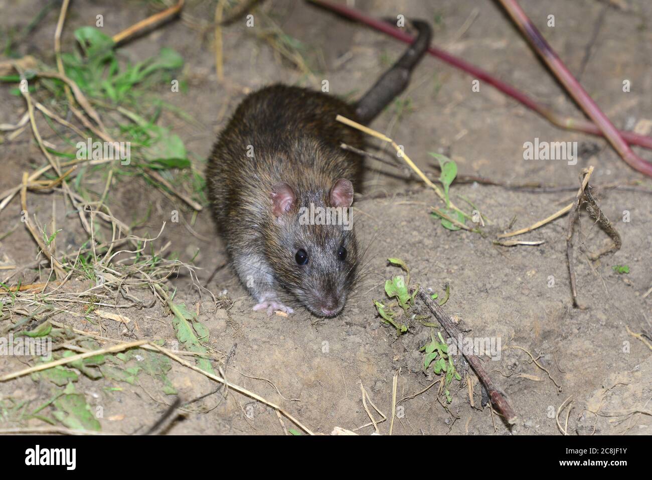 rat brun Banque D'Images