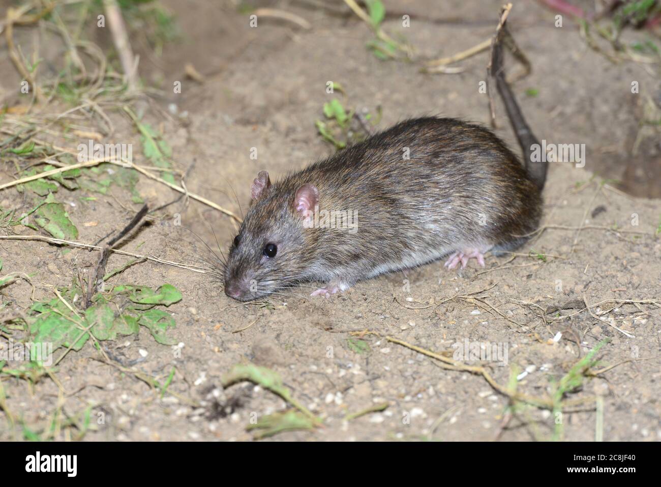 rat brun Banque D'Images