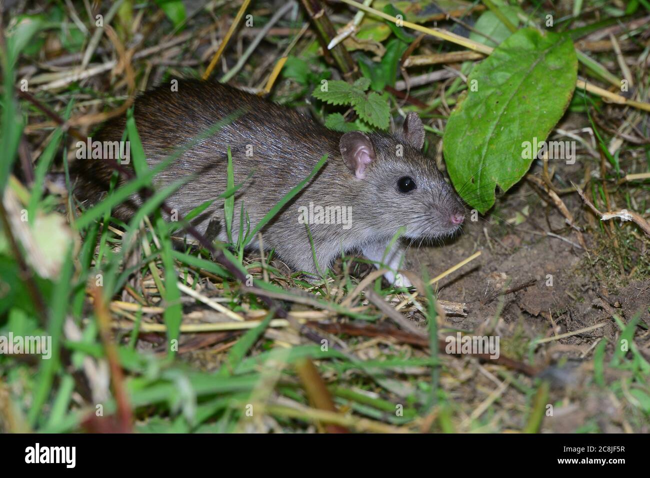 rat brun Banque D'Images