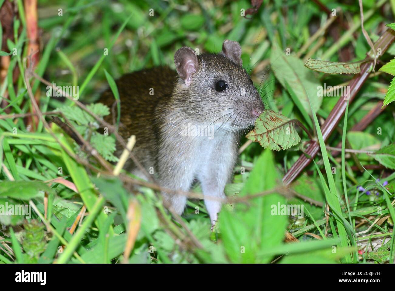 rat brun Banque D'Images