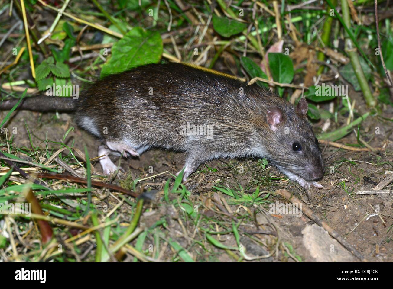 rat brun Banque D'Images