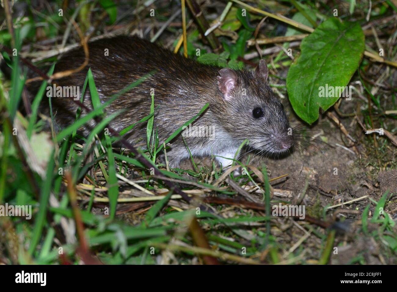 rat brun Banque D'Images