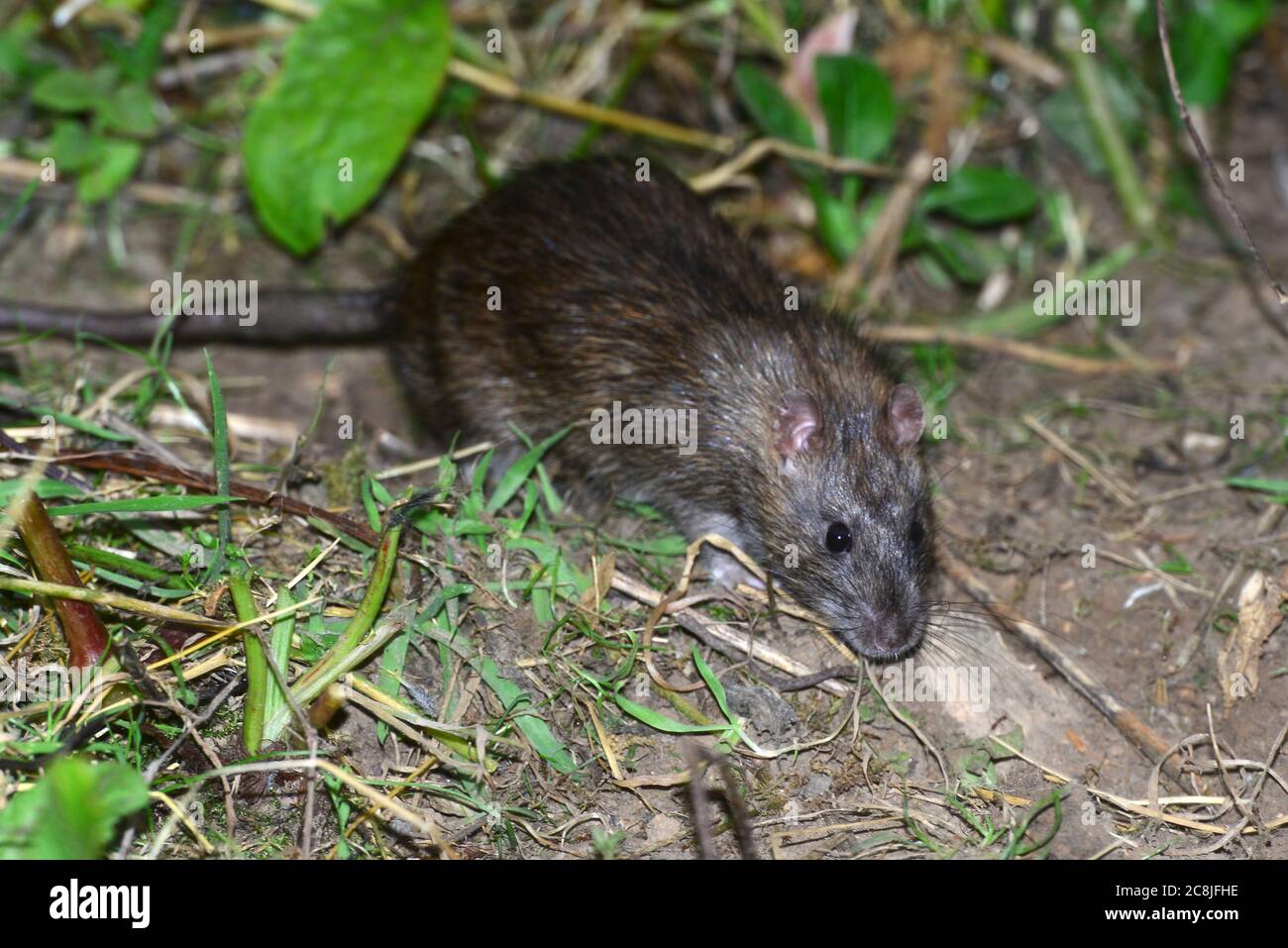 rat brun Banque D'Images