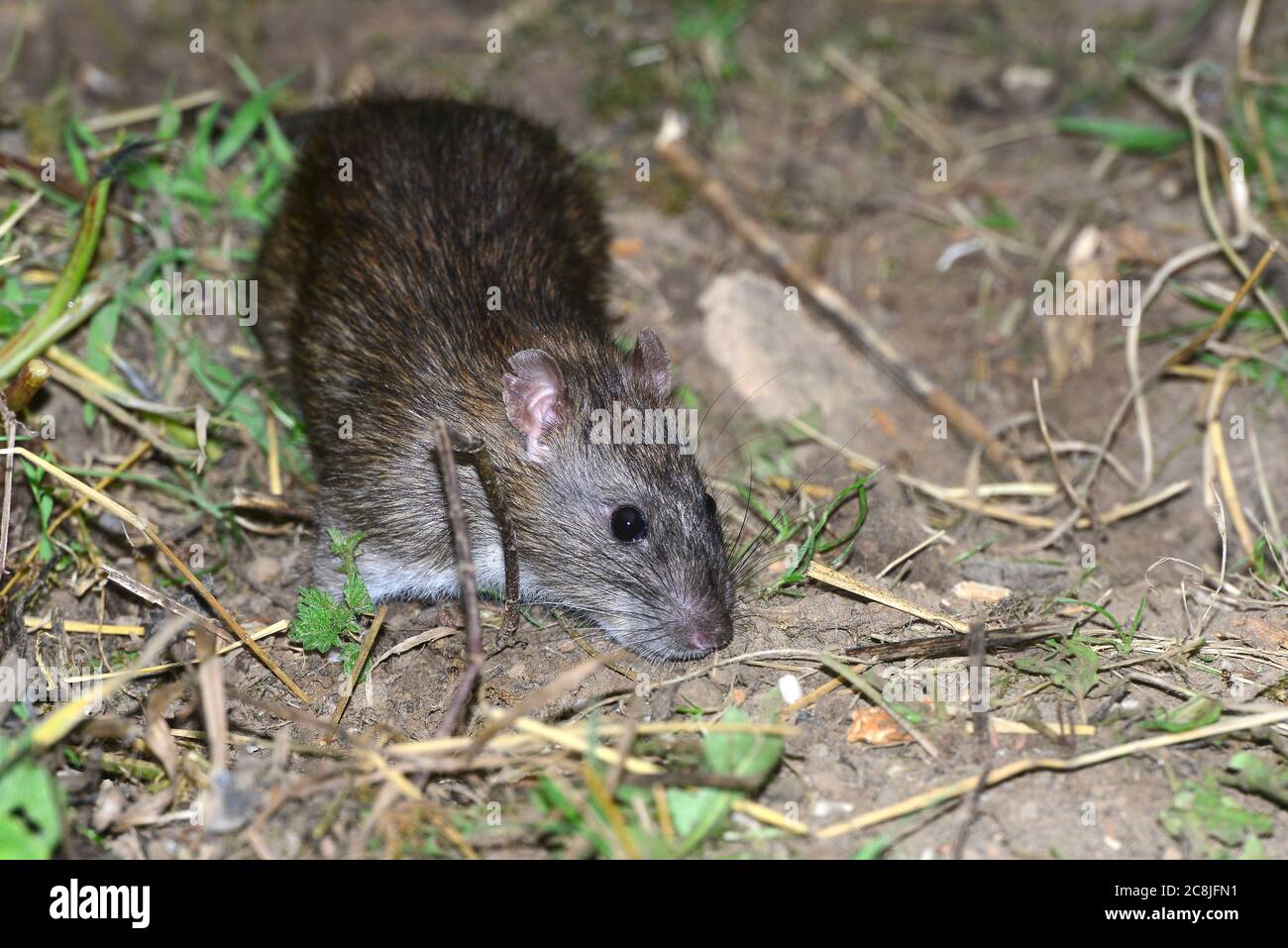 rat brun Banque D'Images