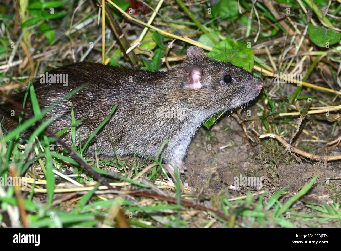 rat brun Banque D'Images