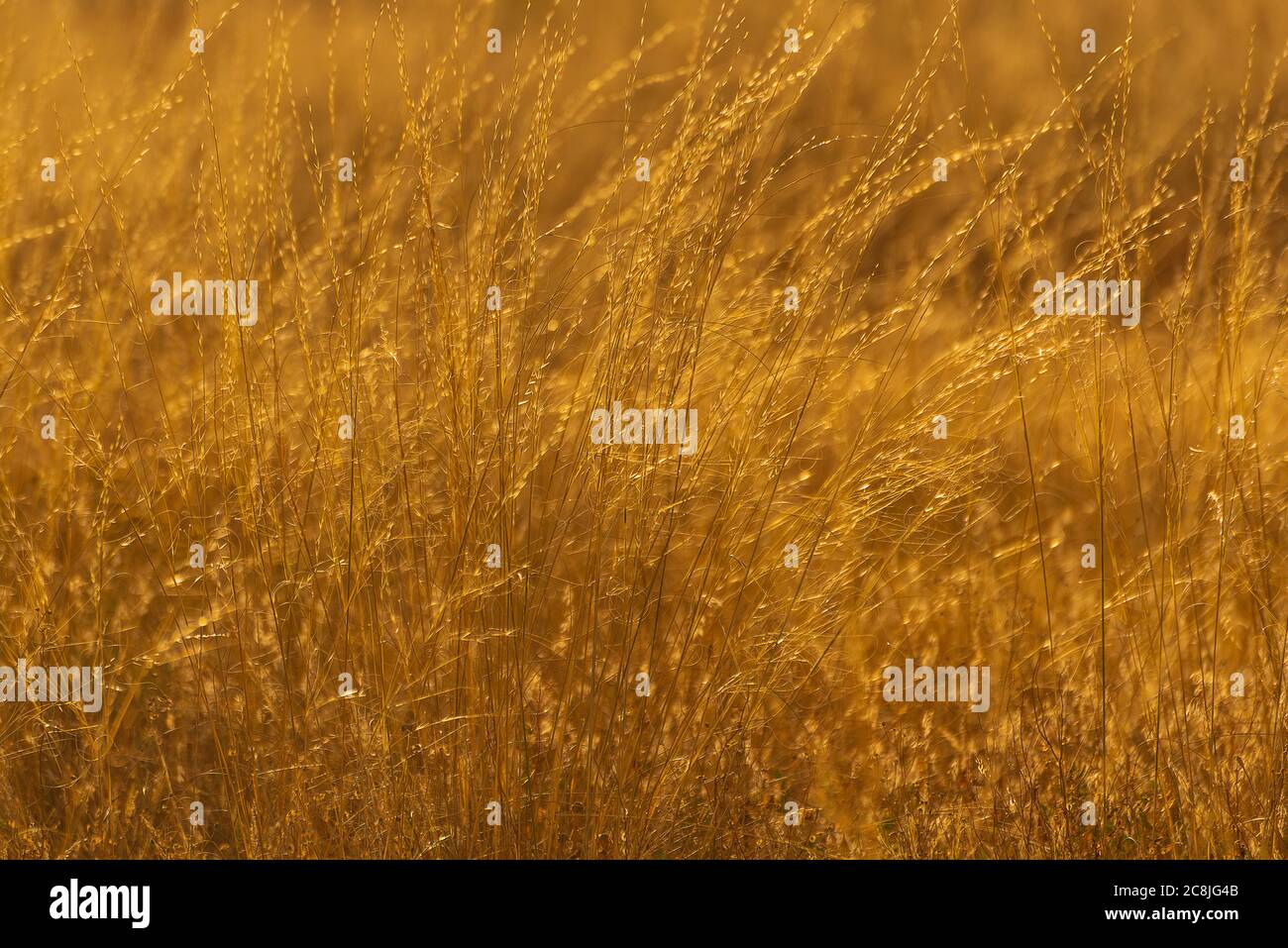 végétation luxuriante plantes d'été Banque D'Images