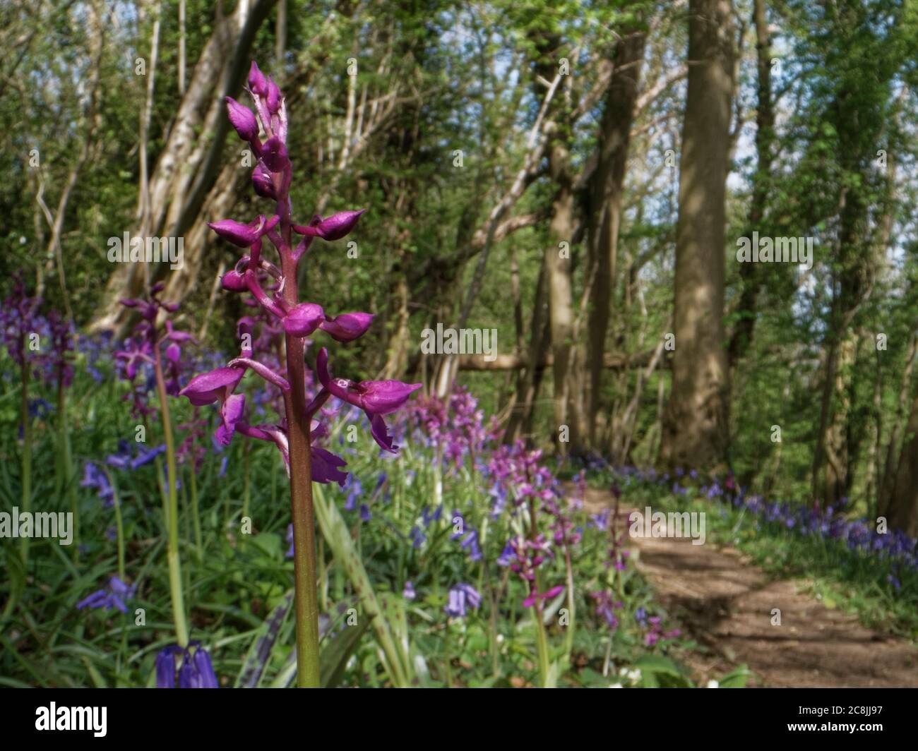 Orchidée pourpre précoce (Orchis mascula), floraison de la bosse parmi un tapis de Bluebells (jacinthoides nonscripta) à côté d'un chemin boisé, Box, Wiltshire, Royaume-Uni Banque D'Images