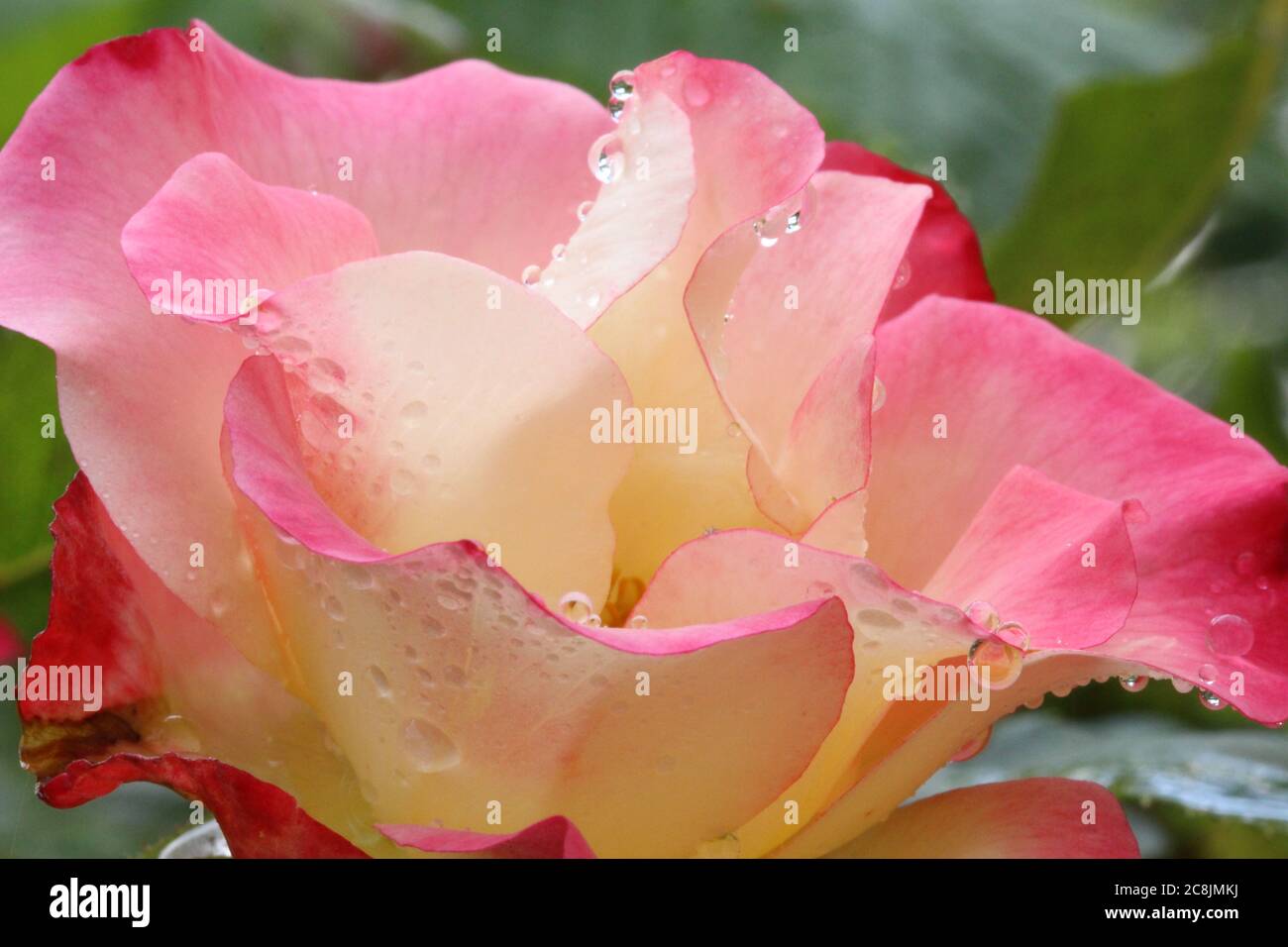 Gouttes de pluie sur une rose et crème anniversaire fille rose, pays de Galles, royaume-uni Banque D'Images