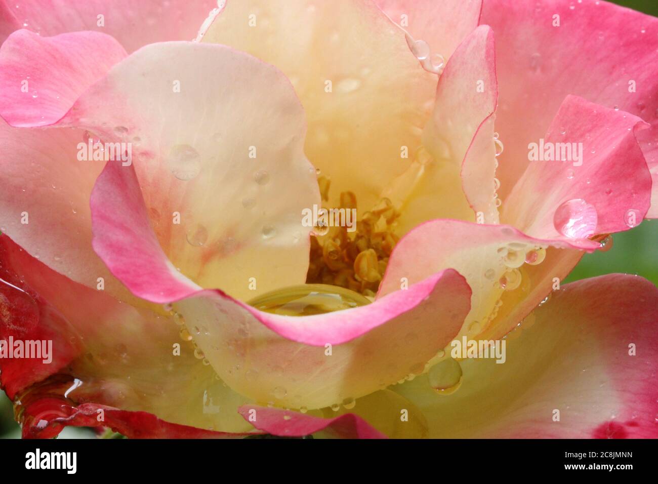 Gouttes de pluie sur une rose et crème anniversaire fille rose, pays de Galles, royaume-uni Banque D'Images