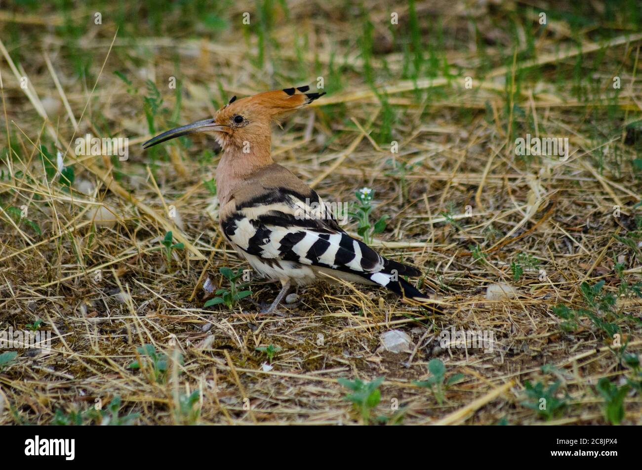 Hoopoe eurasien ( Upupa epops ) recherche de nourriture en Attica Grèce Banque D'Images