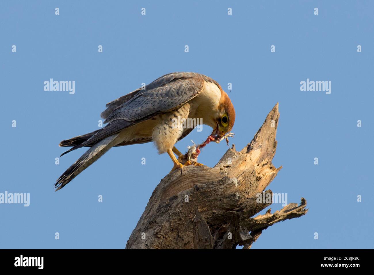 Les cerfs-volants et les faucons sont des oiseaux de proie tropicaux au Pakistan Banque D'Images