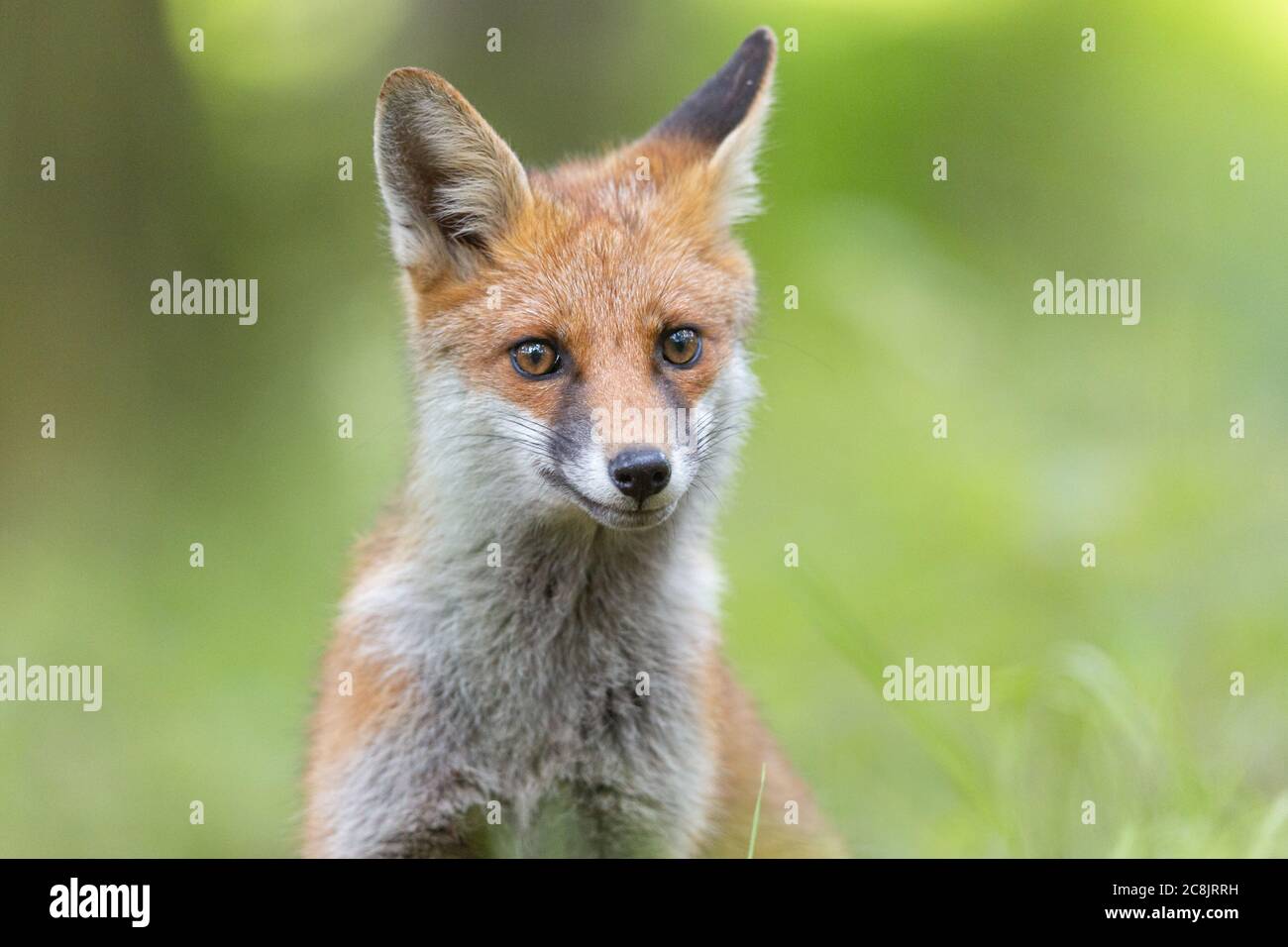 Fox dans les bois du Grand Manchester. Banque D'Images