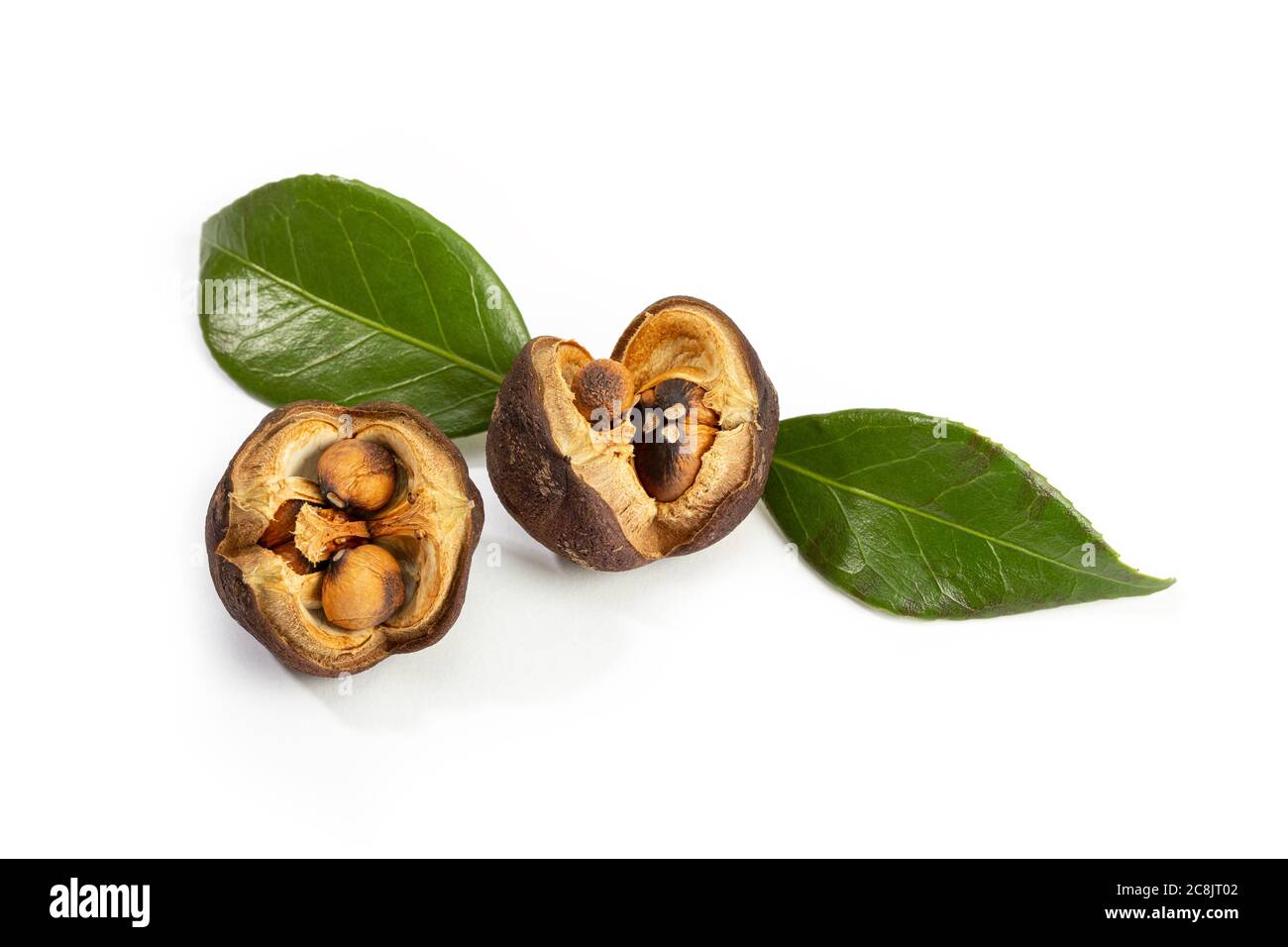 Graines et feuilles de Camellia isolées sur fond blanc Banque D'Images
