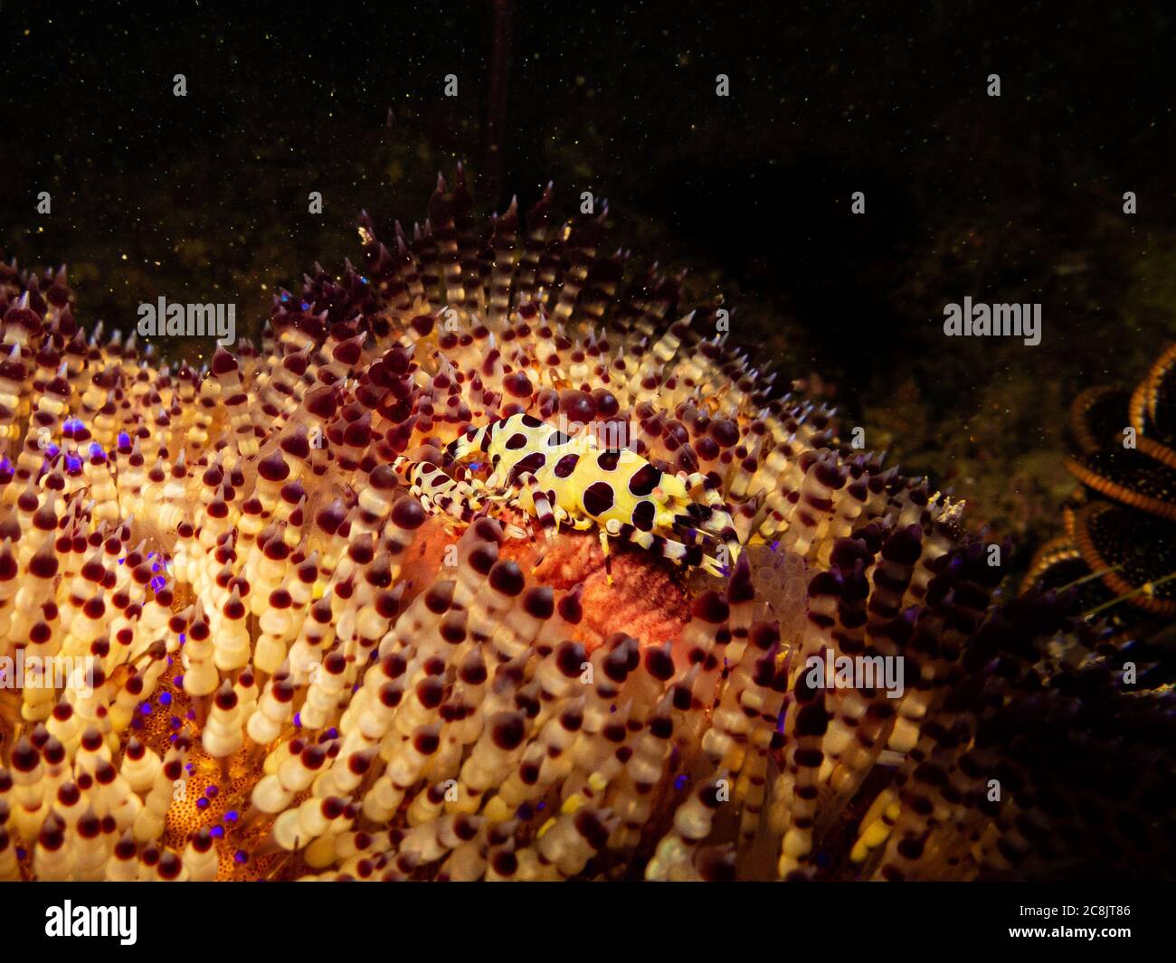 La crevette de Coleman, mâle et femelle, Periclilènes colemani onn un oursin toxique, Astropyga radiata Banque D'Images