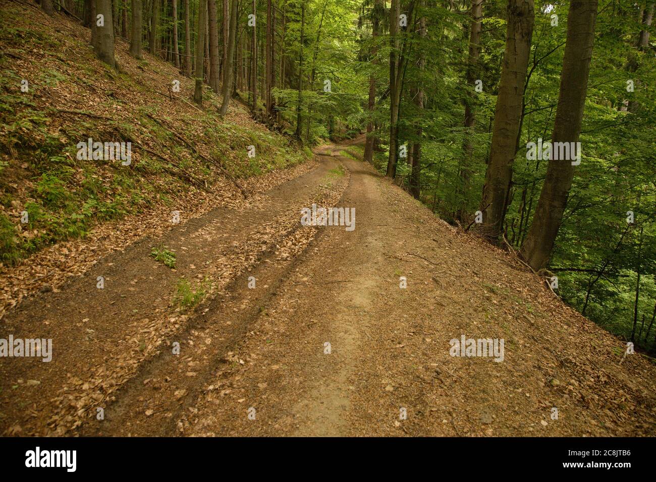 Route de la forêt de terre dans les montagnes Malá Fatra, Slovaquie Banque D'Images