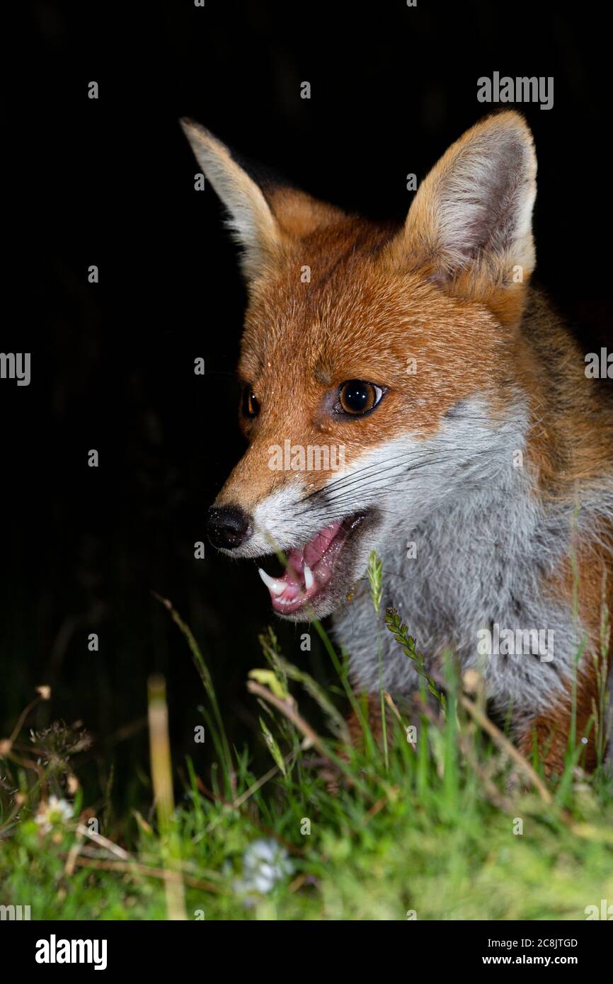 Fox visite de mon jardin à l'arrière dans le grand Manchester dans la soirée. Banque D'Images