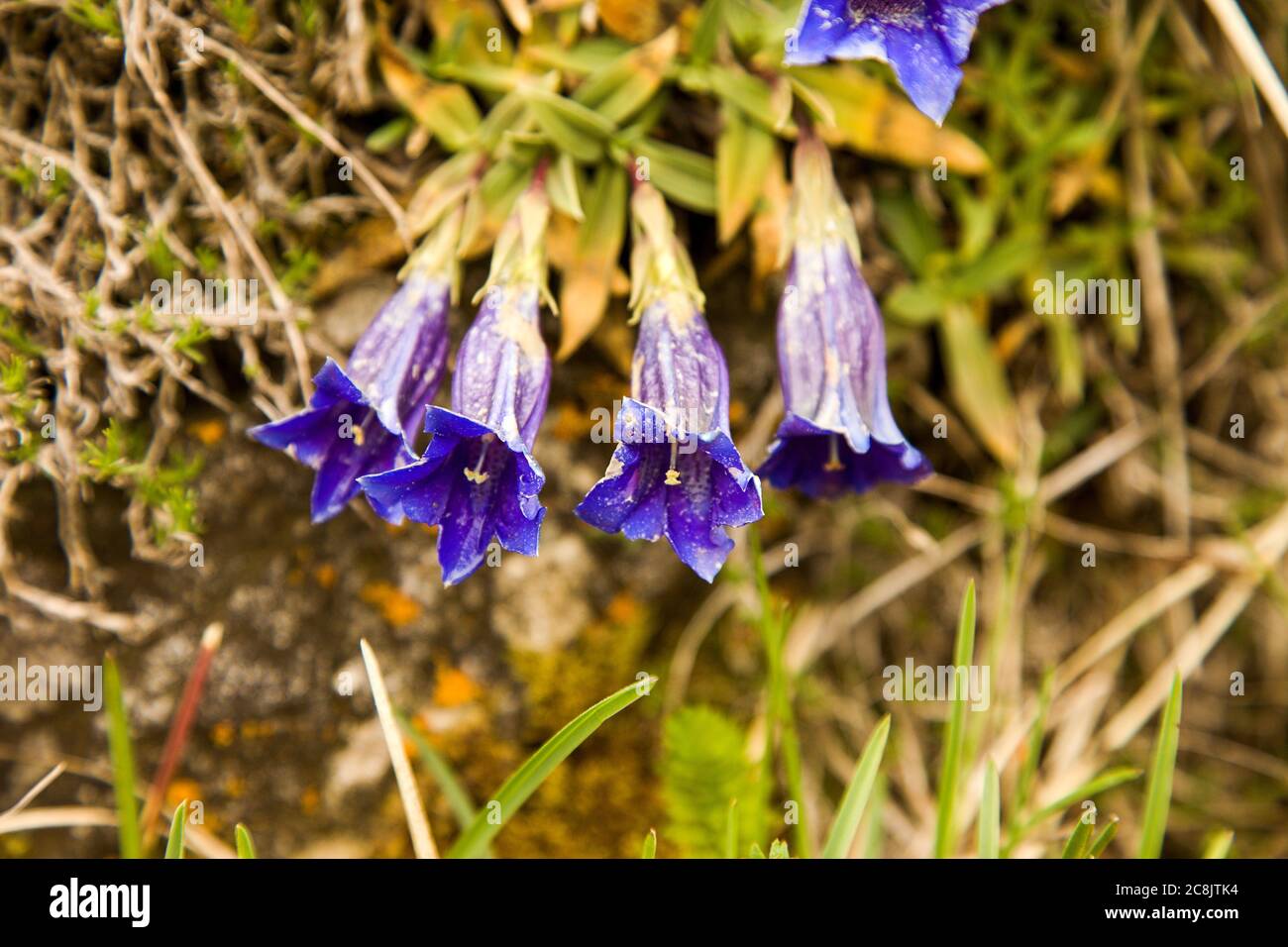 Fleur de la douce-dame ou Gentiana clusii fleurit à la fin du printemps dans les montagnes Malá Fatra, Slovaquie Banque D'Images