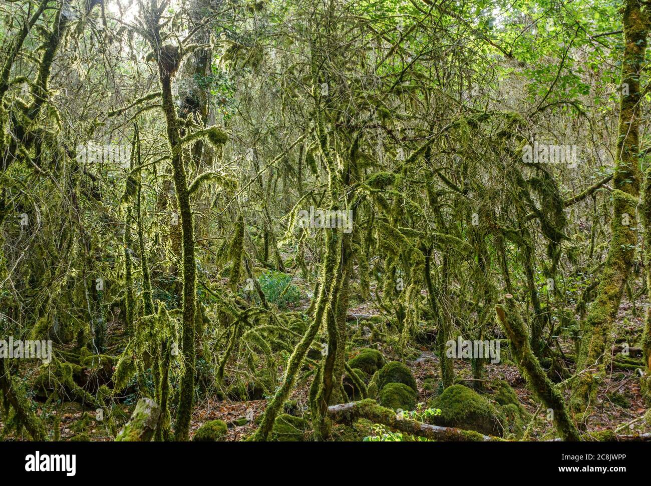 France, département de Nievre, Parc naturel régional du Morvan, Lorrmes, Gorges de Narvau, gorges de Narvau, forêt Banque D'Images