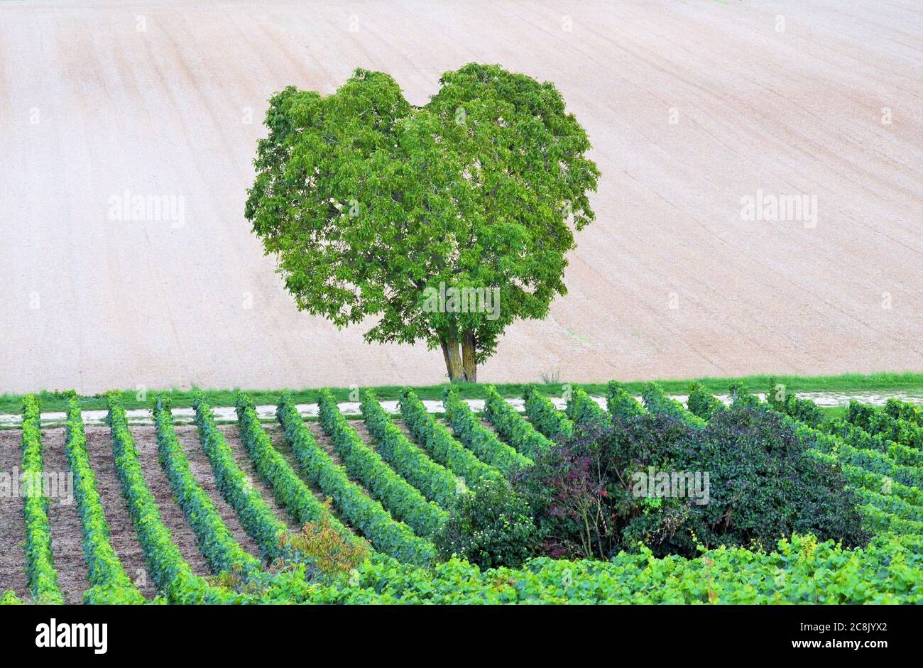 Un arbre en forme de coeur au fond d'un vignoble dans cette photo prise lors d'une chaude journée d'été en France Banque D'Images