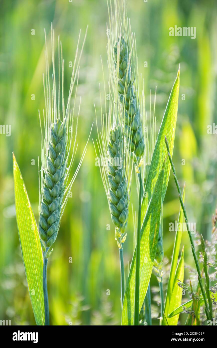 Culture de blé dans le Hampshire, Royaume-Uni Banque D'Images