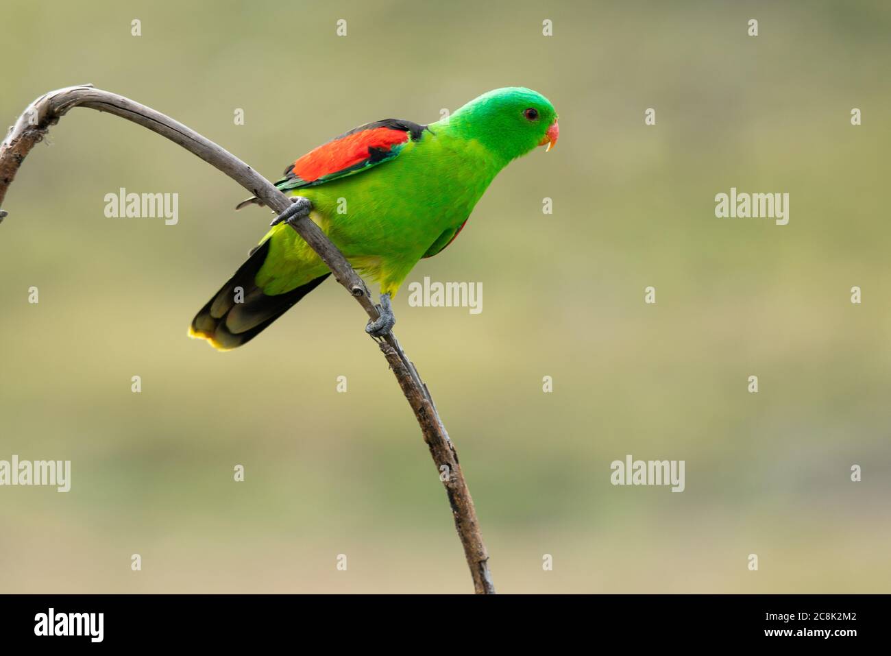 Perroquet rouge australien coloré Apromsmictus erythropterus sur arbre mort Banque D'Images