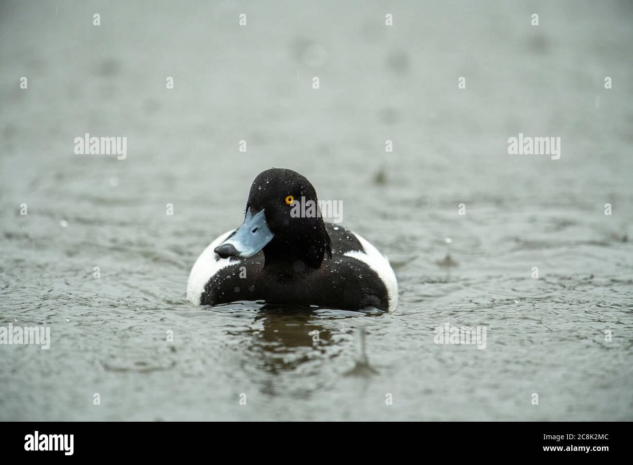 CANARD, canard touffeté, sur l'eau dans la pluie, la pluie tombe sur son dos, hiver, pays ouest, Royaume-Uni Banque D'Images